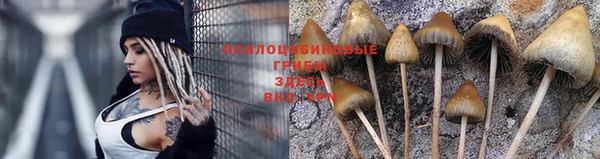 PSILOCYBIN Балахна